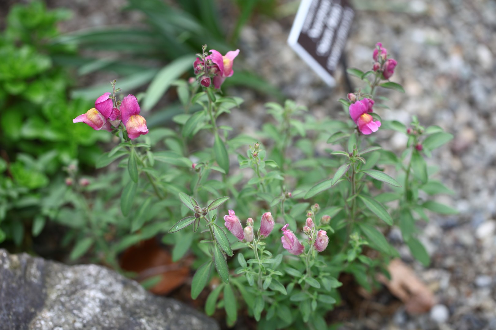 Antirrhinum Snaptastic Pink