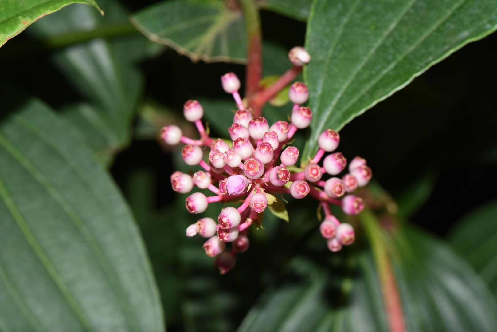 Medinilla magnifica - PictureThis