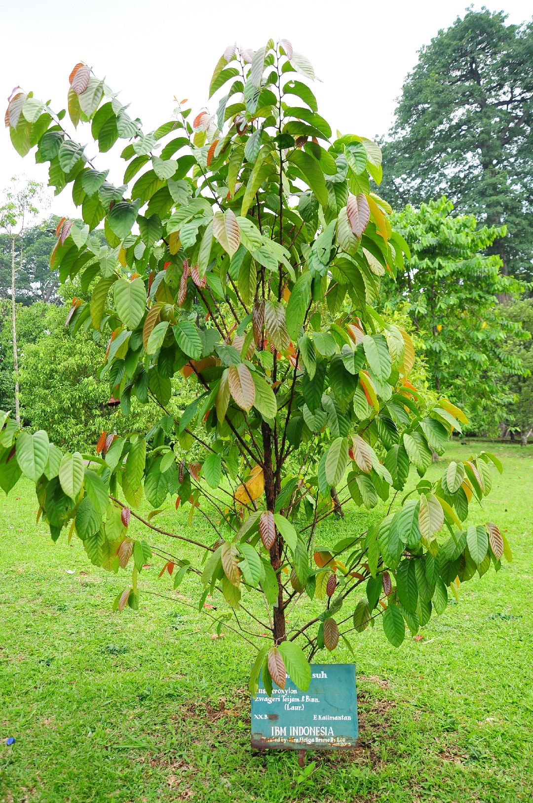 PictureThis - Eusideroxylon Zwageri