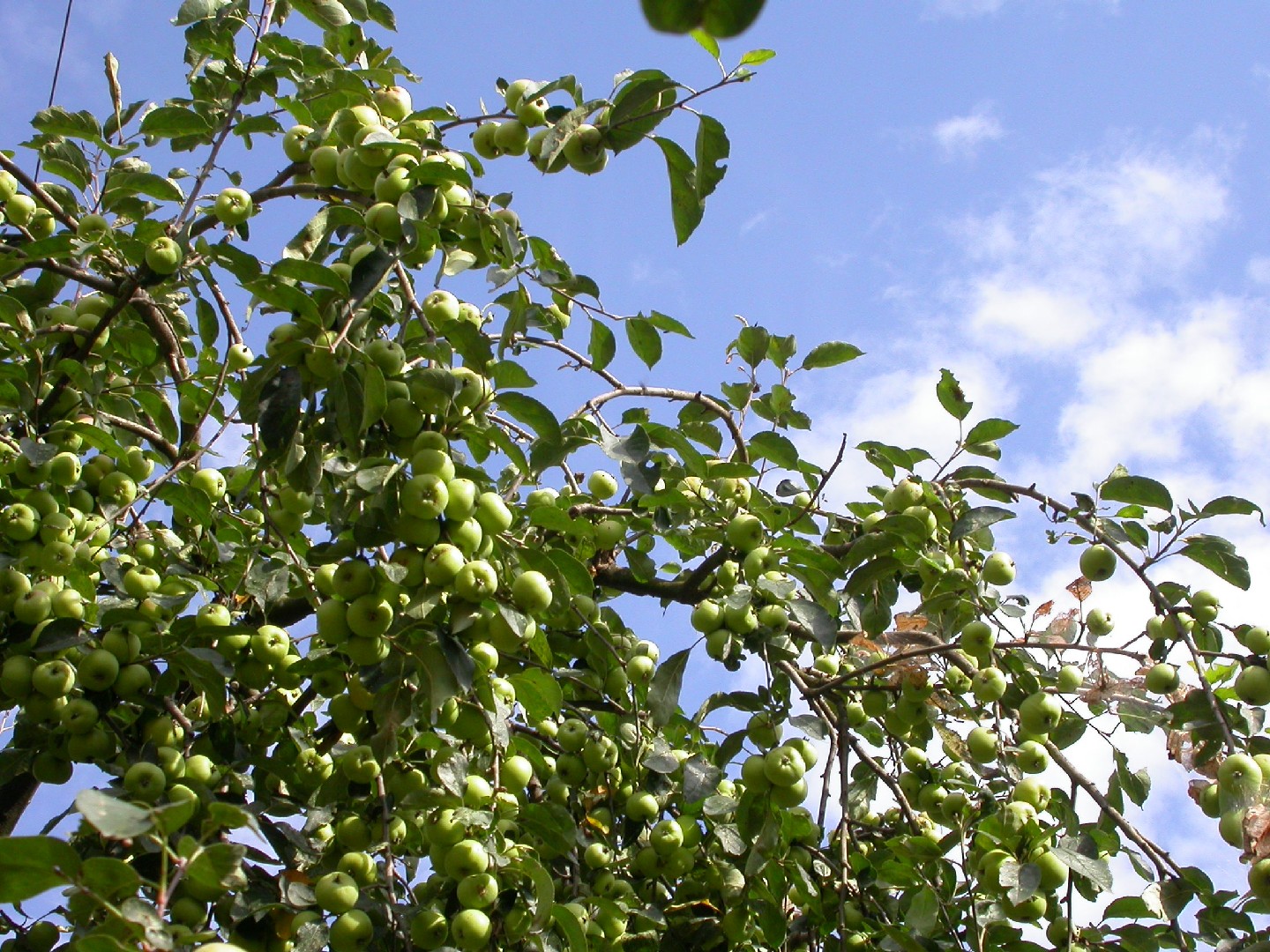 How do you like them apples? Tiny micro fruit survives in Earth's coldest  city