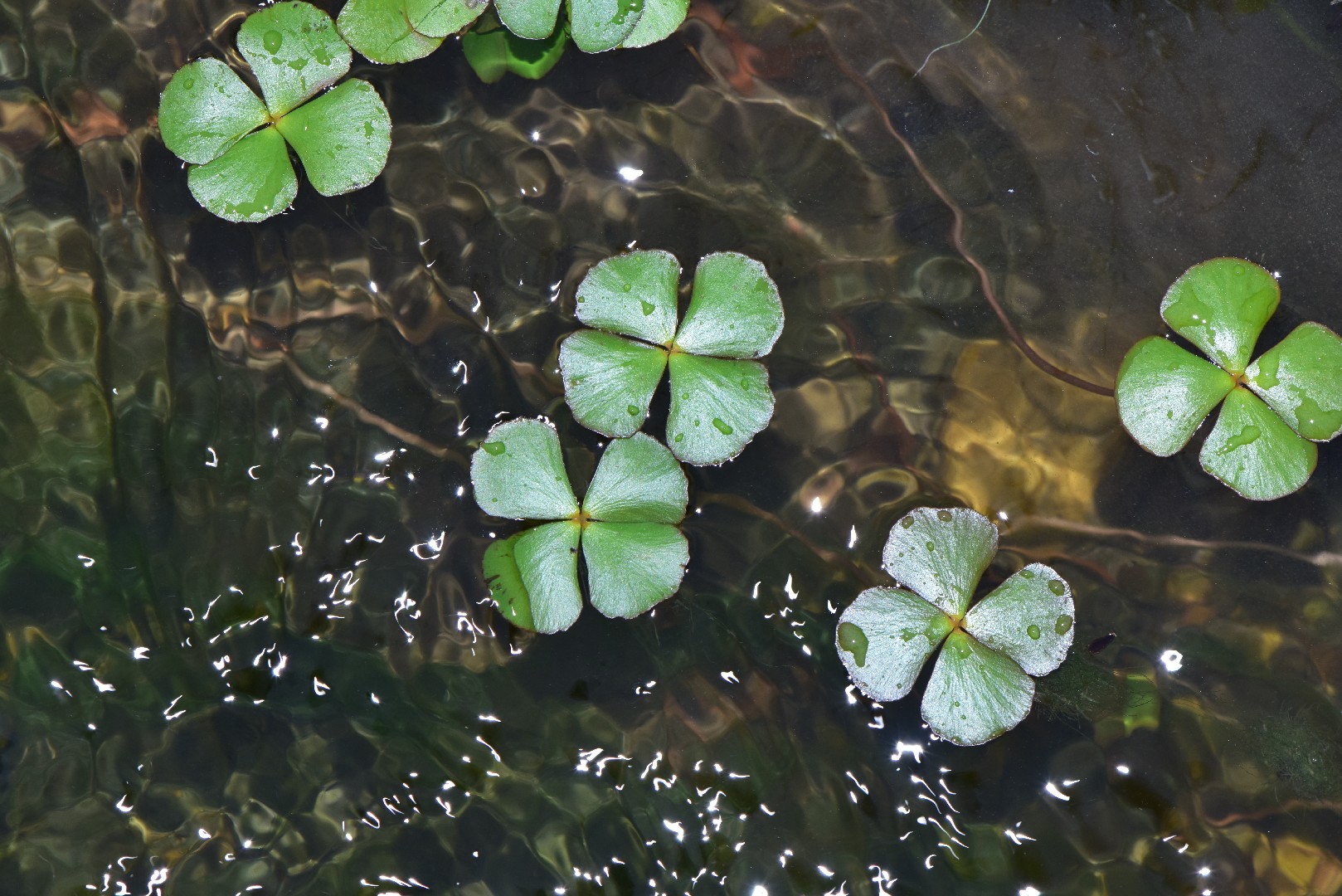 Four Leaf Clover  Pond Plants Online