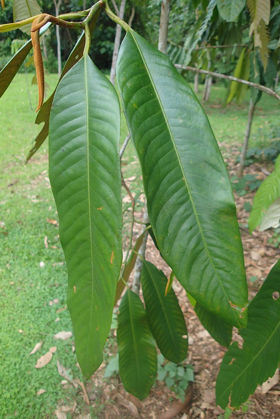 Myristica Yunnanensis 照顧，種植，繁殖，開花時間 Picturethis