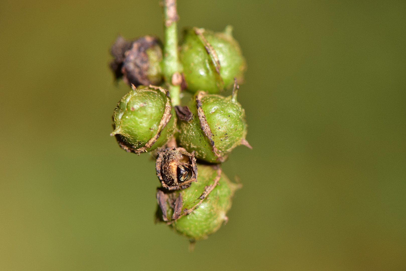 Корилопсис колосковый (Corylopsis sinensis) - PictureThis