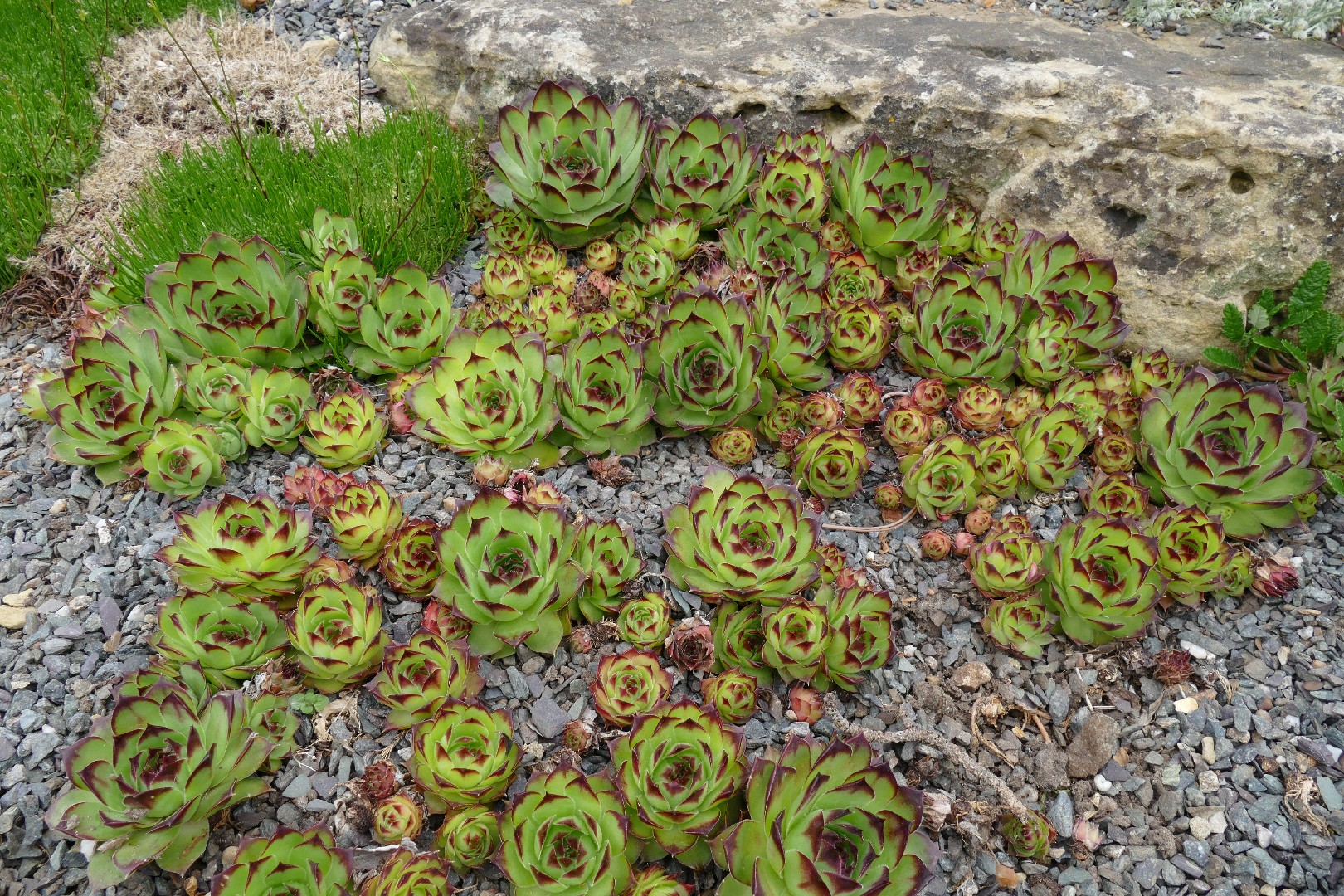 Молодило известняковое (Sempervivum calcareum) - PictureThis