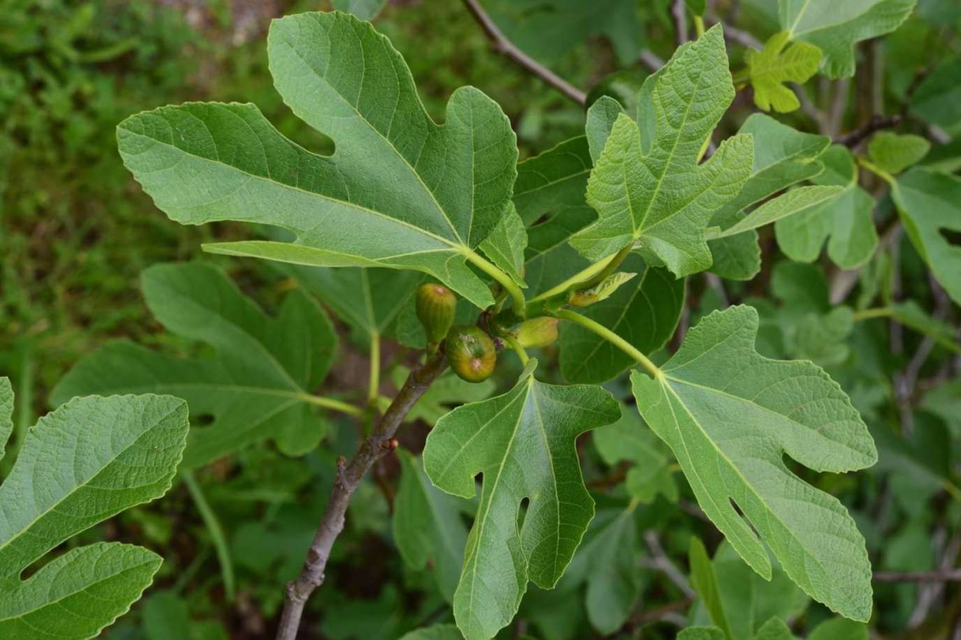 Planta cinta puntas marrones