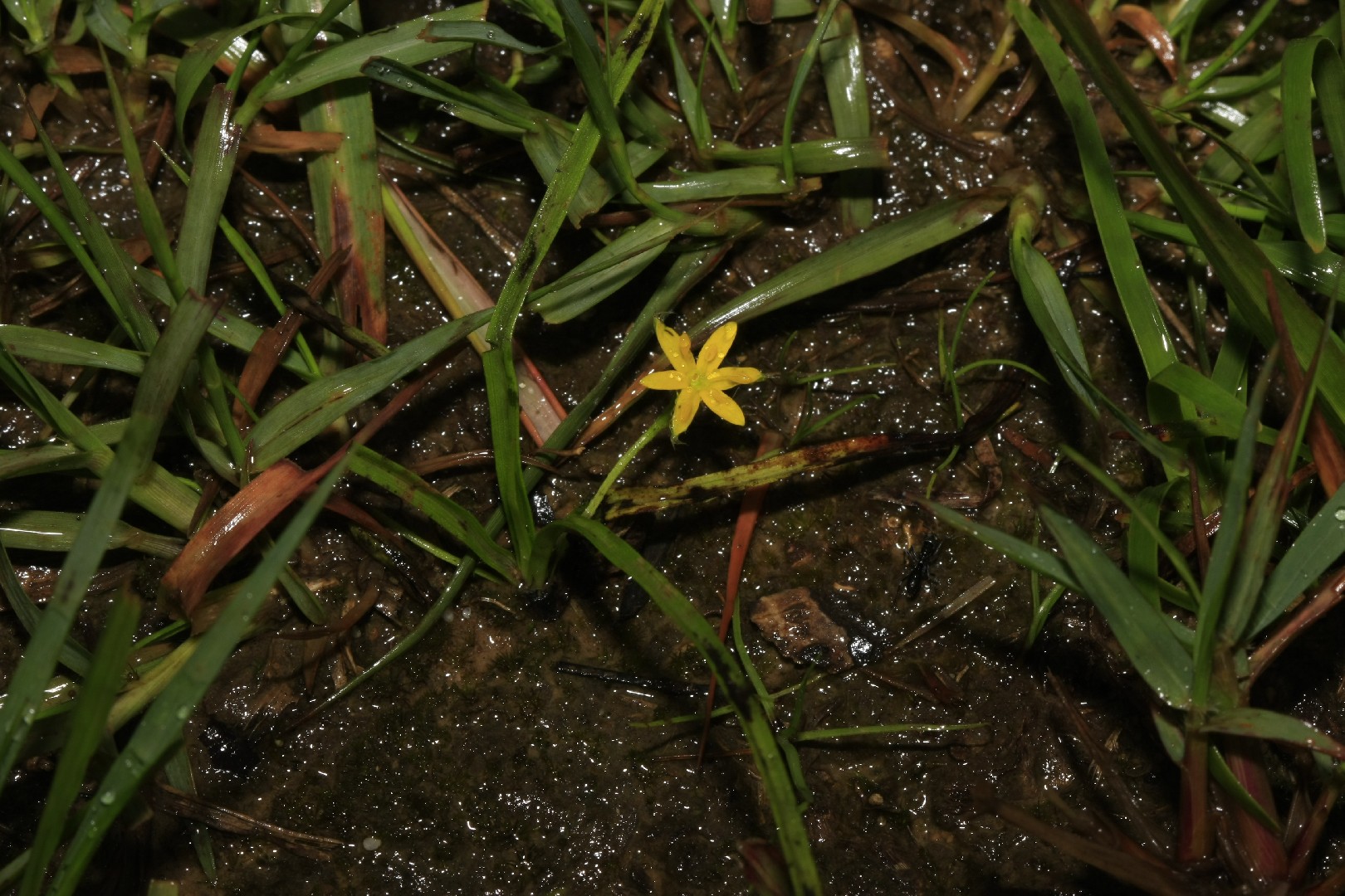 Hypoxis aurea уход (почву, удобрение, обрезка) - PictureThis