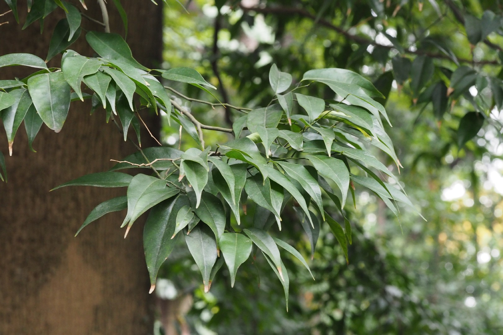 Xanthophyllum Hainanense - PictureThis