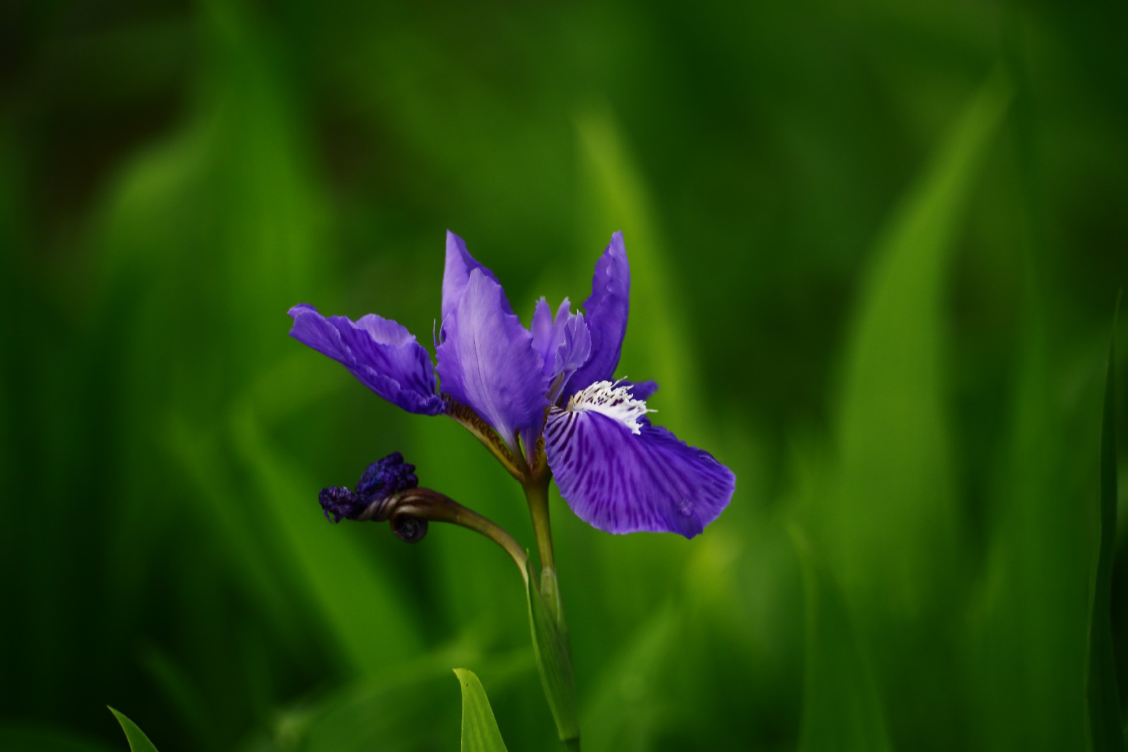 Iris - Flowers - Featured Content - Lovingly