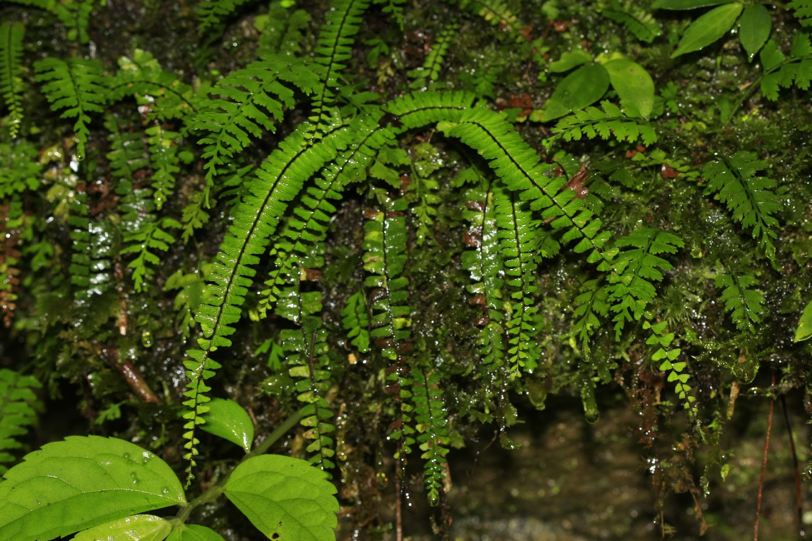 🌿 Как пересадить Asplenium normale? (Оптимальное время, методы и уход  после пересадки)