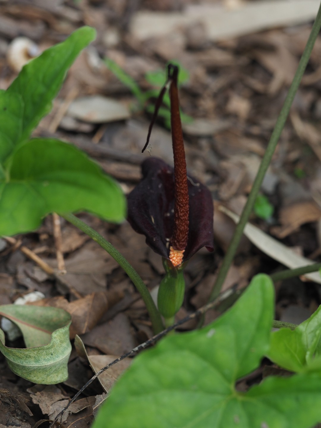 Cala negra (Typhonium blumei) - PictureThis