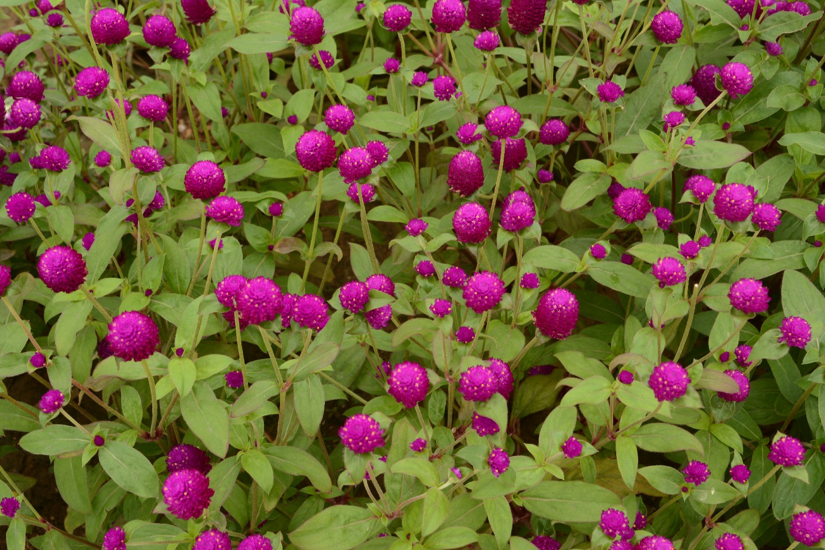 Common globe amaranth (Gomphrena globosa) Flower, Leaf, Care, Uses ...