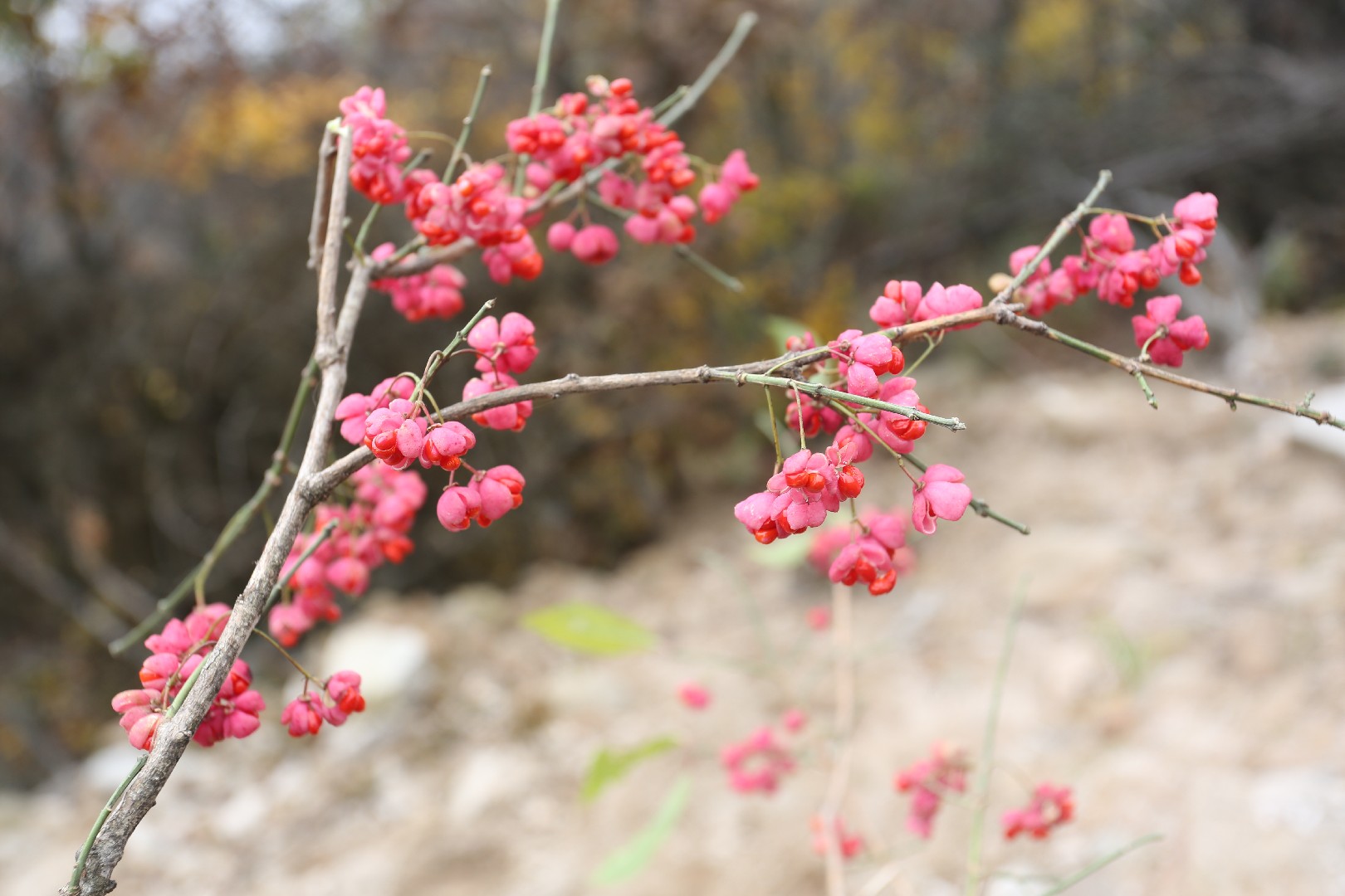 Бересклет Гамильтона (Euonymus hamiltonianus) - PictureThis