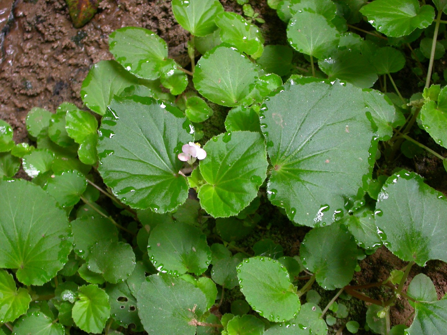 Flor de nácar (Begonia cucullata var. cucullata) - PictureThis