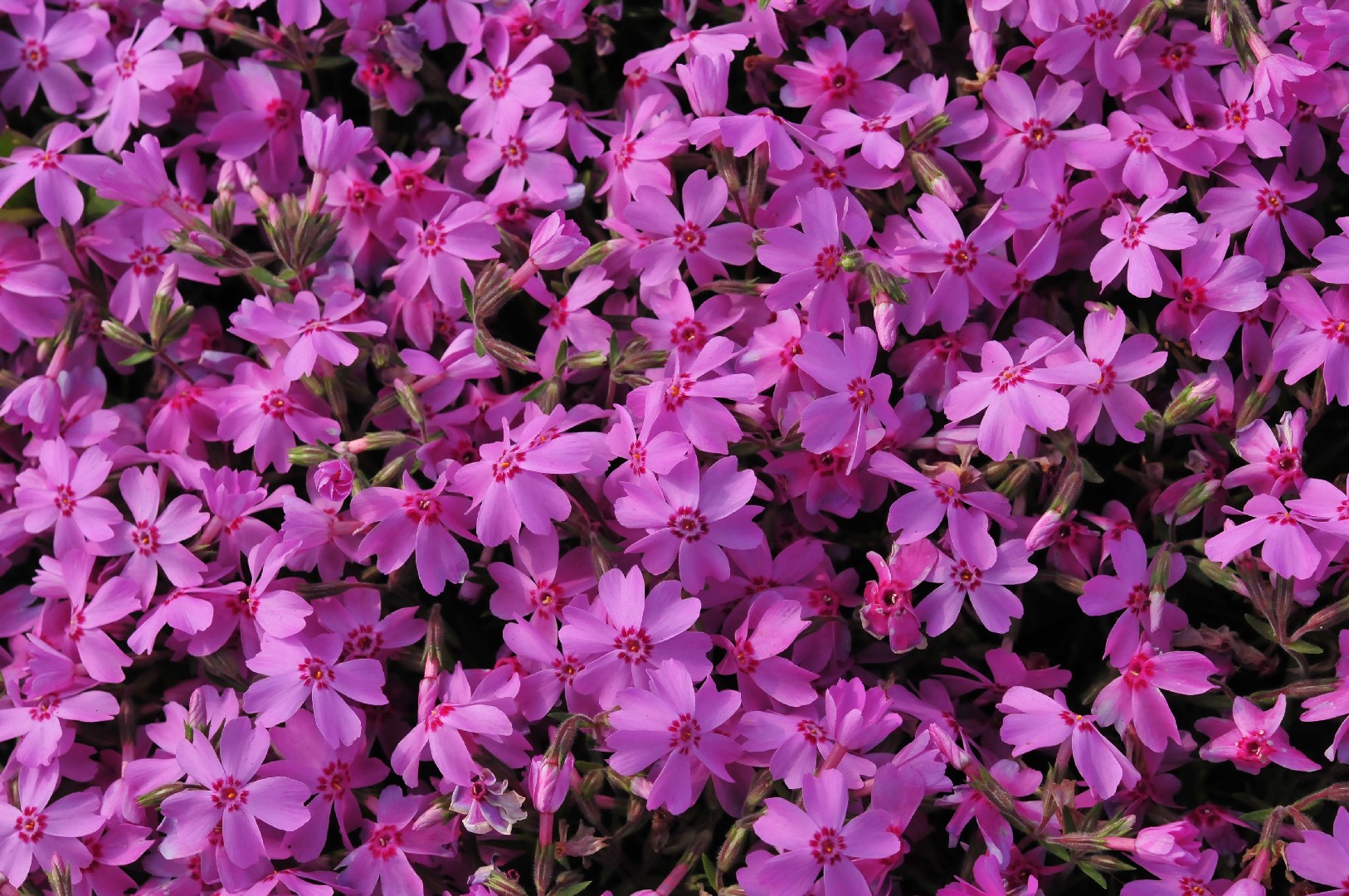 Creeping phlox (Phlox subulata) Flower, Leaf, Care, Uses - PictureThis