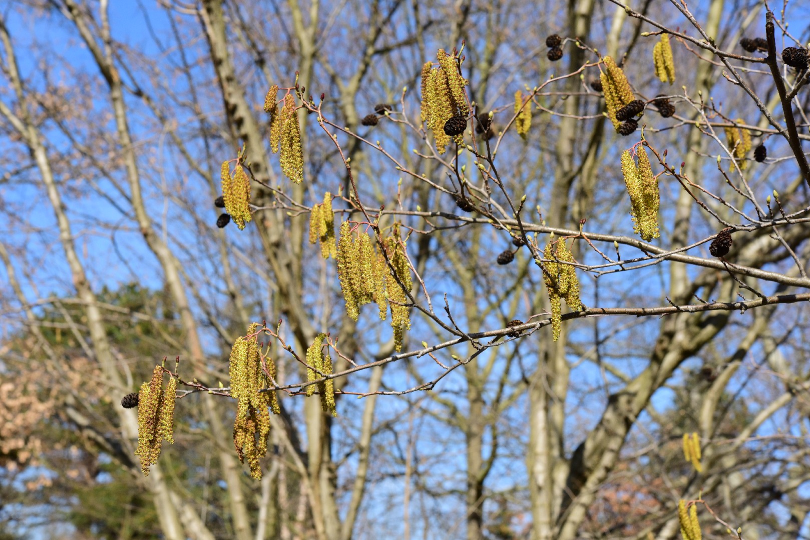 Ольха сердцевидная (Alnus cordata) - PictureThis