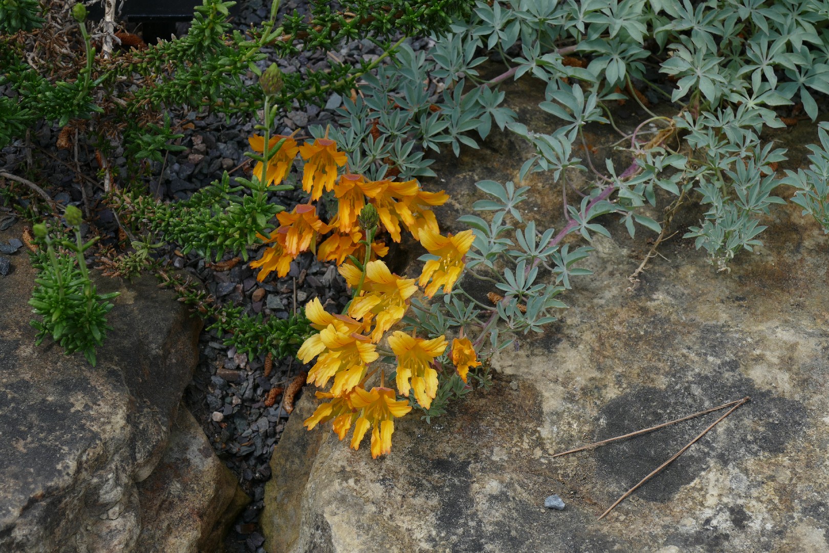 Настурция многолистная (Tropaeolum polyphyllum) - PictureThis