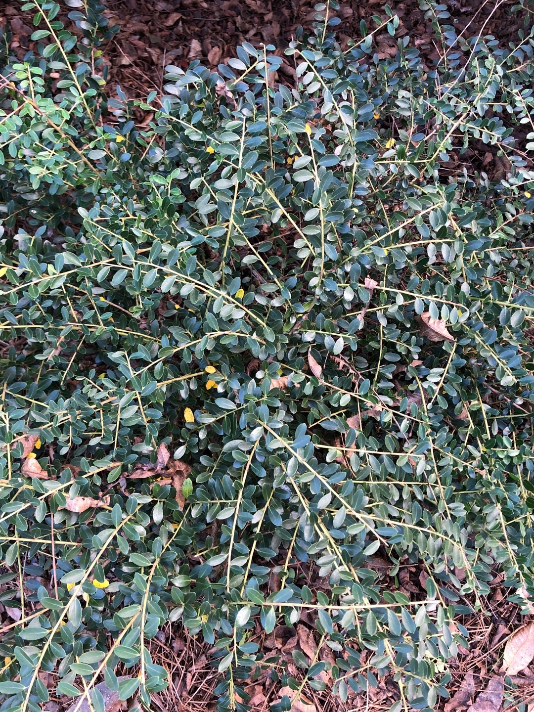 Ilex crenata 'Sky Pencil' Cuidados (Plantando, Fertilizantes ...