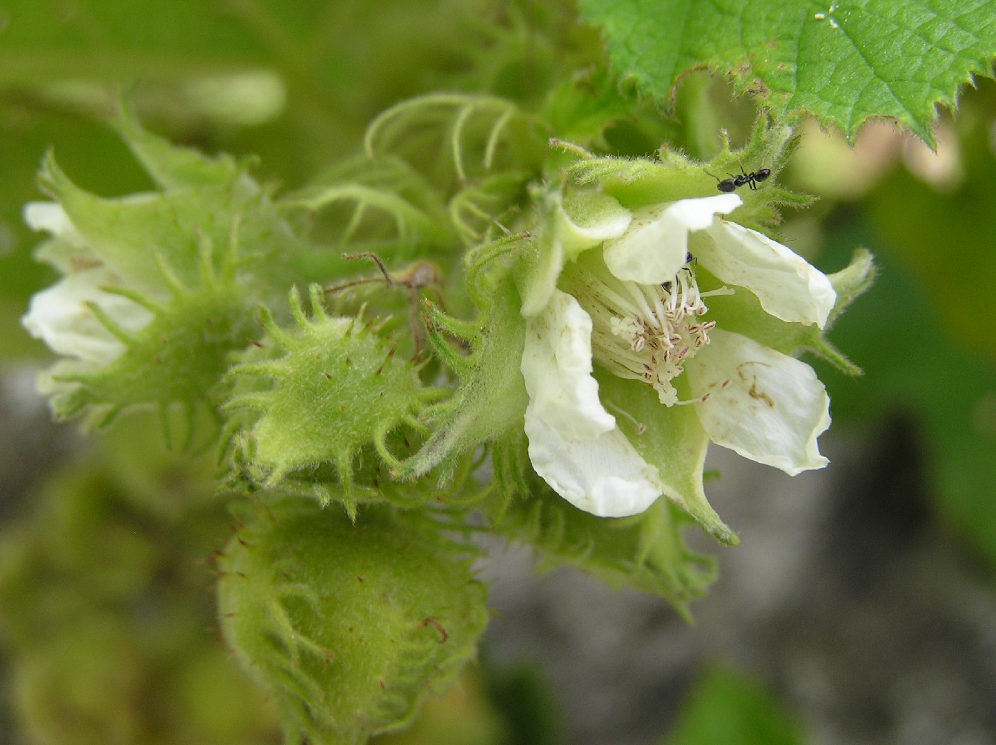 Rubus Alceifolius Picturethis