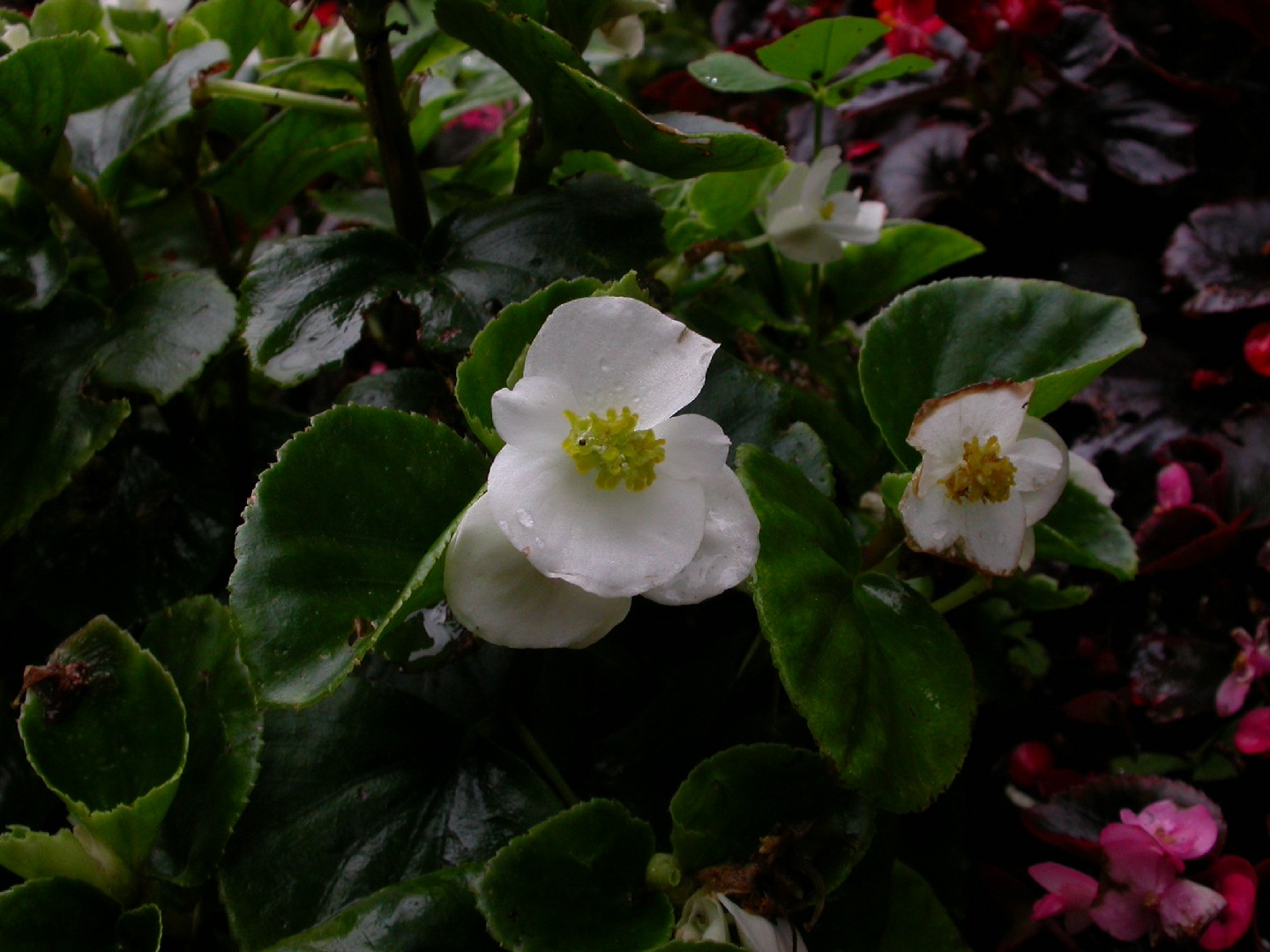 Flor de nácar (Begonia cucullata var. cucullata) - PictureThis