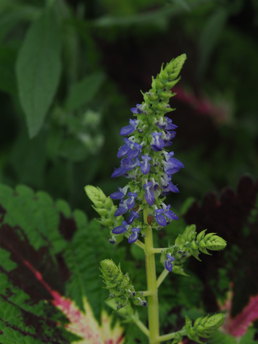 Шпороцве́тник шлемникови́дный (Coleus scutellarioides) - PictureThis