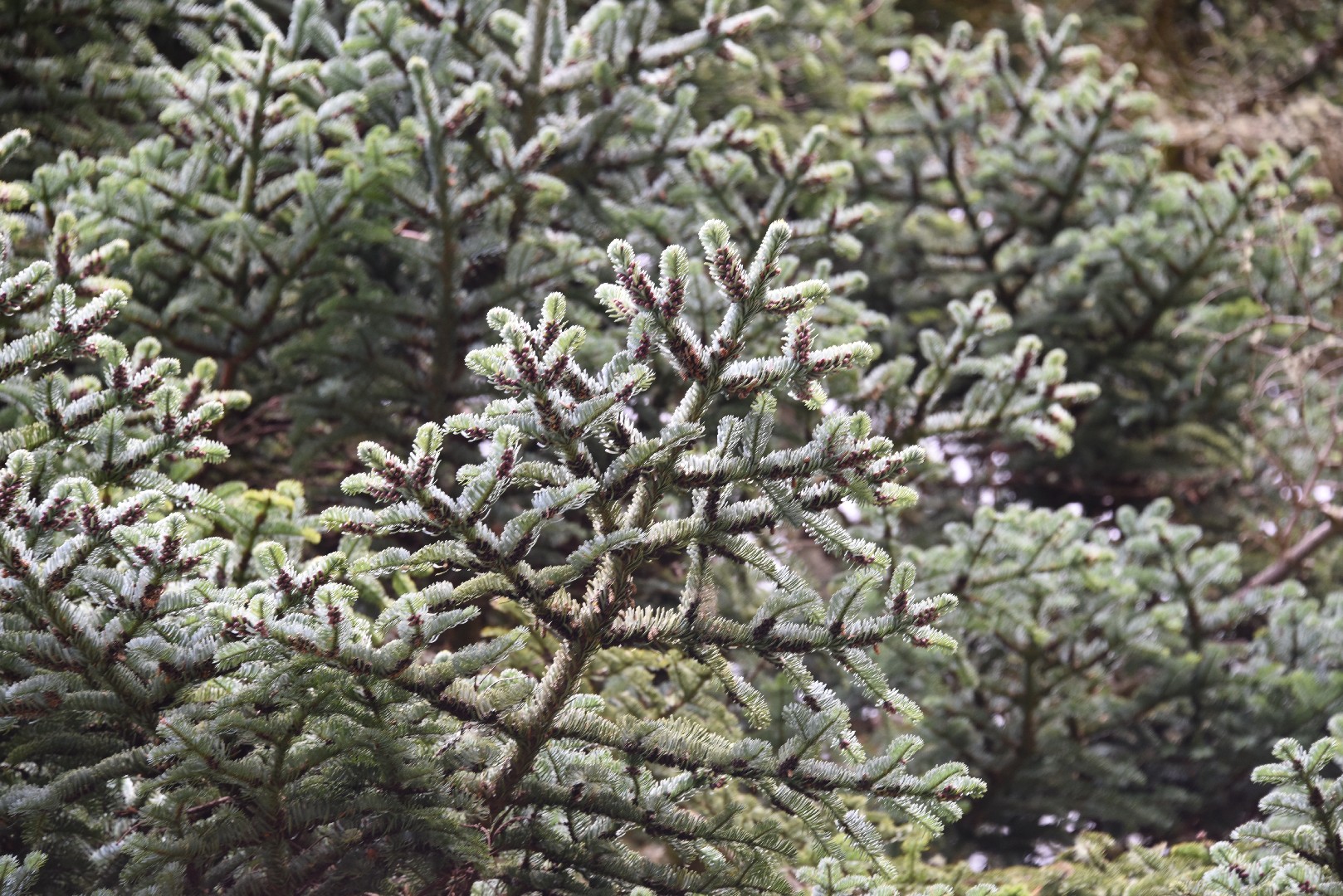 Пихта высокорослая (Abies procera) - PictureThis