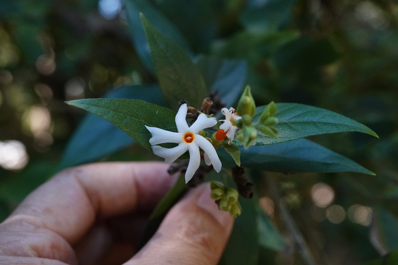 Organic Dried Night Jasmine Flowers Nyctanthes Sepalika Arbor Tristis Tea  Herbal