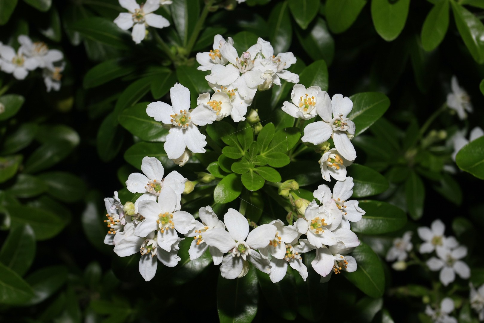 How to Successfully Grow Mexican Orange Blossom : A Field Guide to