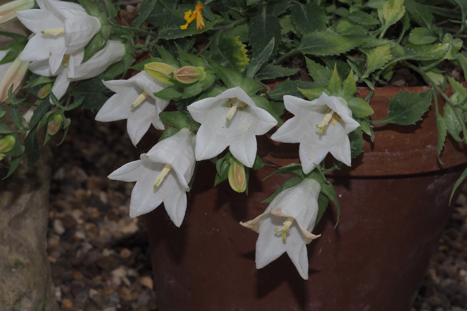 24 Campanula komarovii