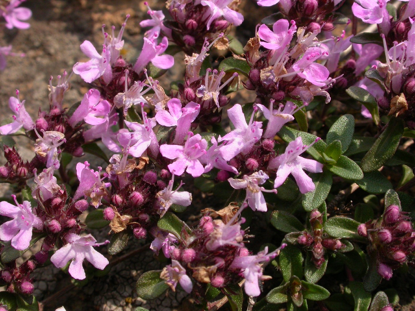 Тимьян ложнопушистый Thymus