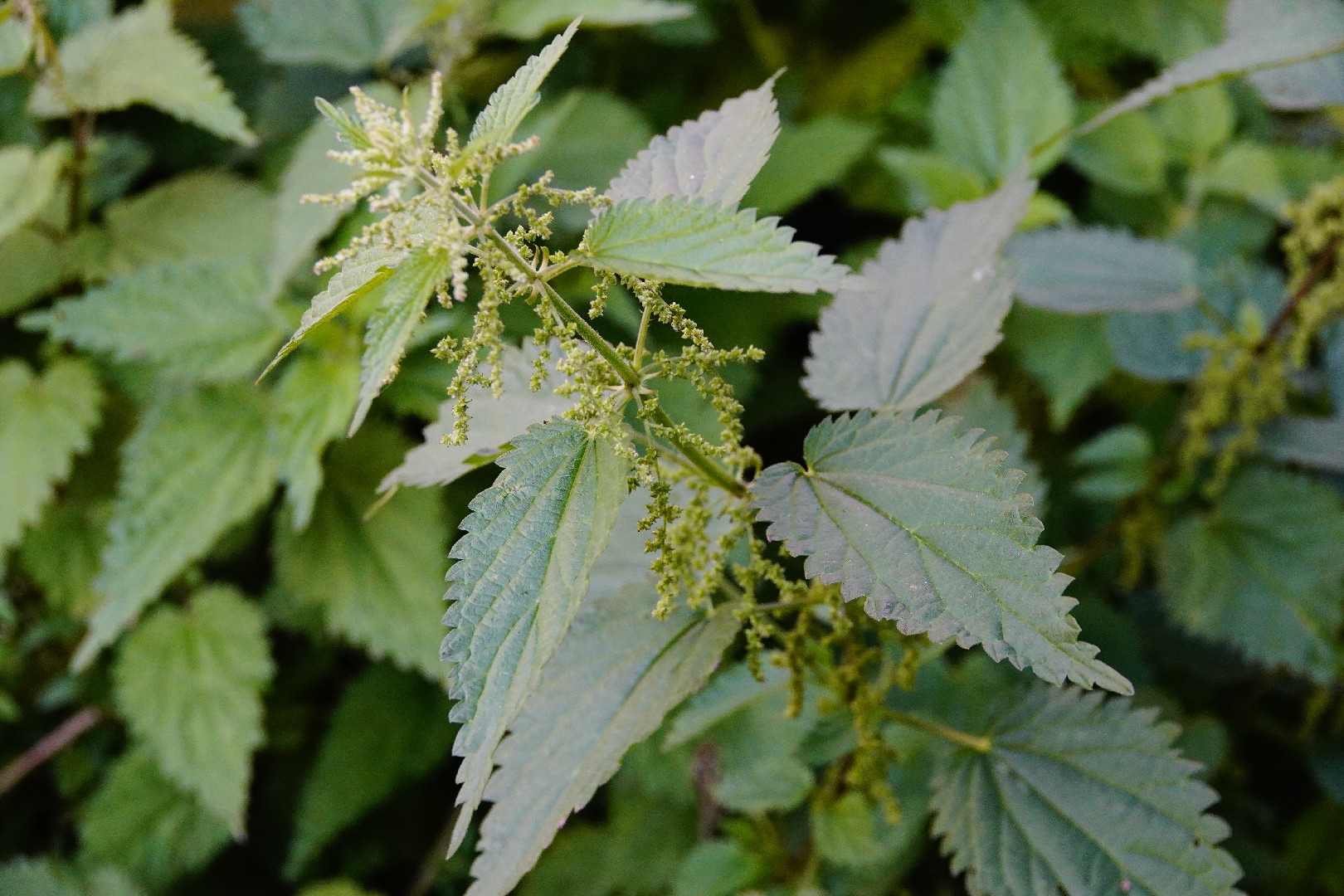 Stinging nettle (Urtica dioica) Flower, Leaf, Care, Uses - PictureThis