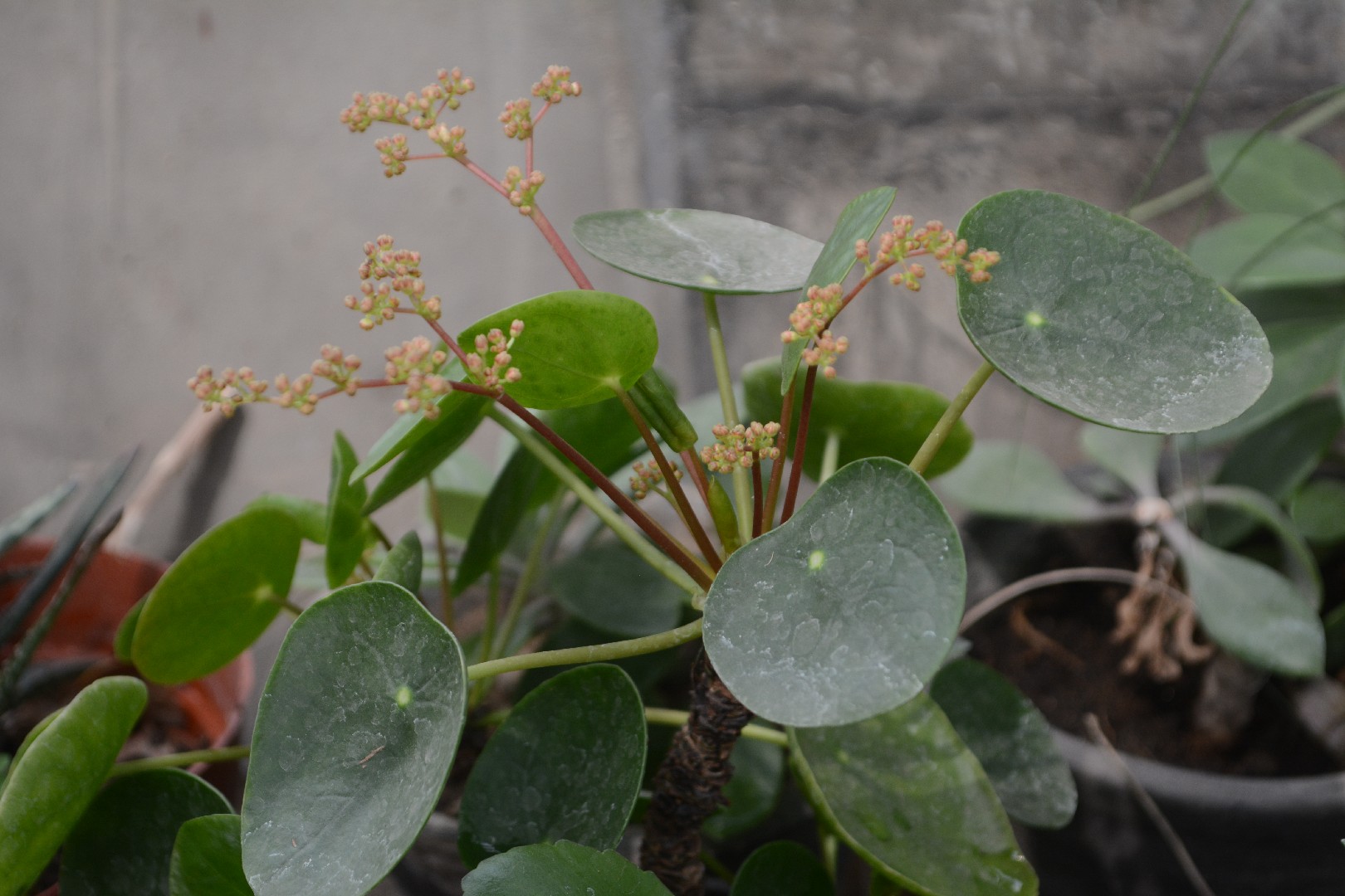 Пилея пеперомиевидная (Pilea peperomioides) - PictureThis