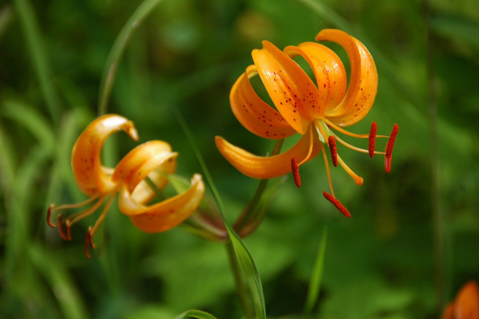 チョウセンクルマユリ (Lilium distichum) 花言葉，毒性，よくある質問 - PictureThis