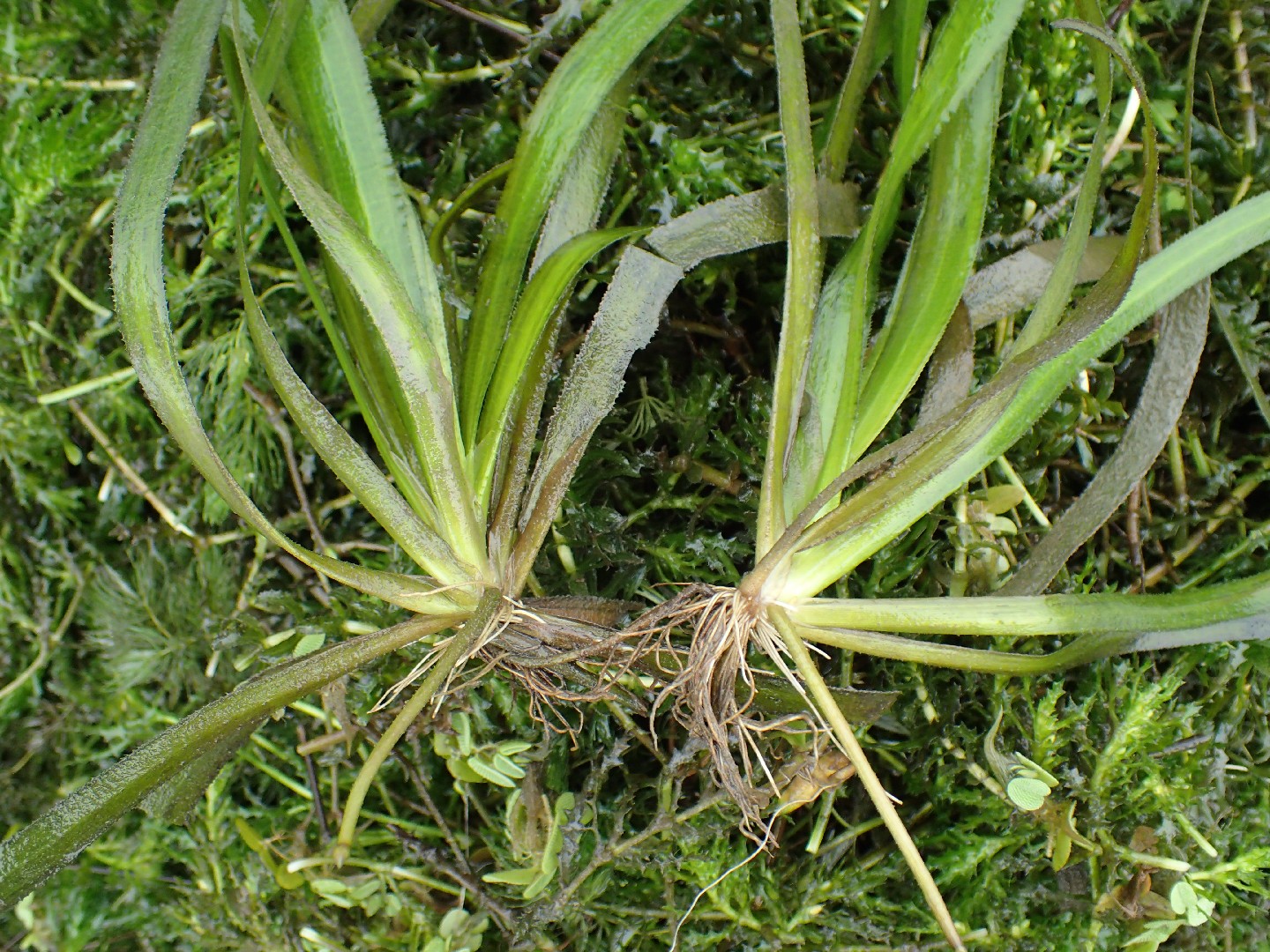 فاليسناريا تورتفوليا (Vallisneria)