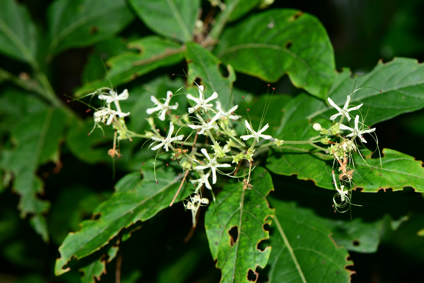 Clerodendrum (Clerodendrum)