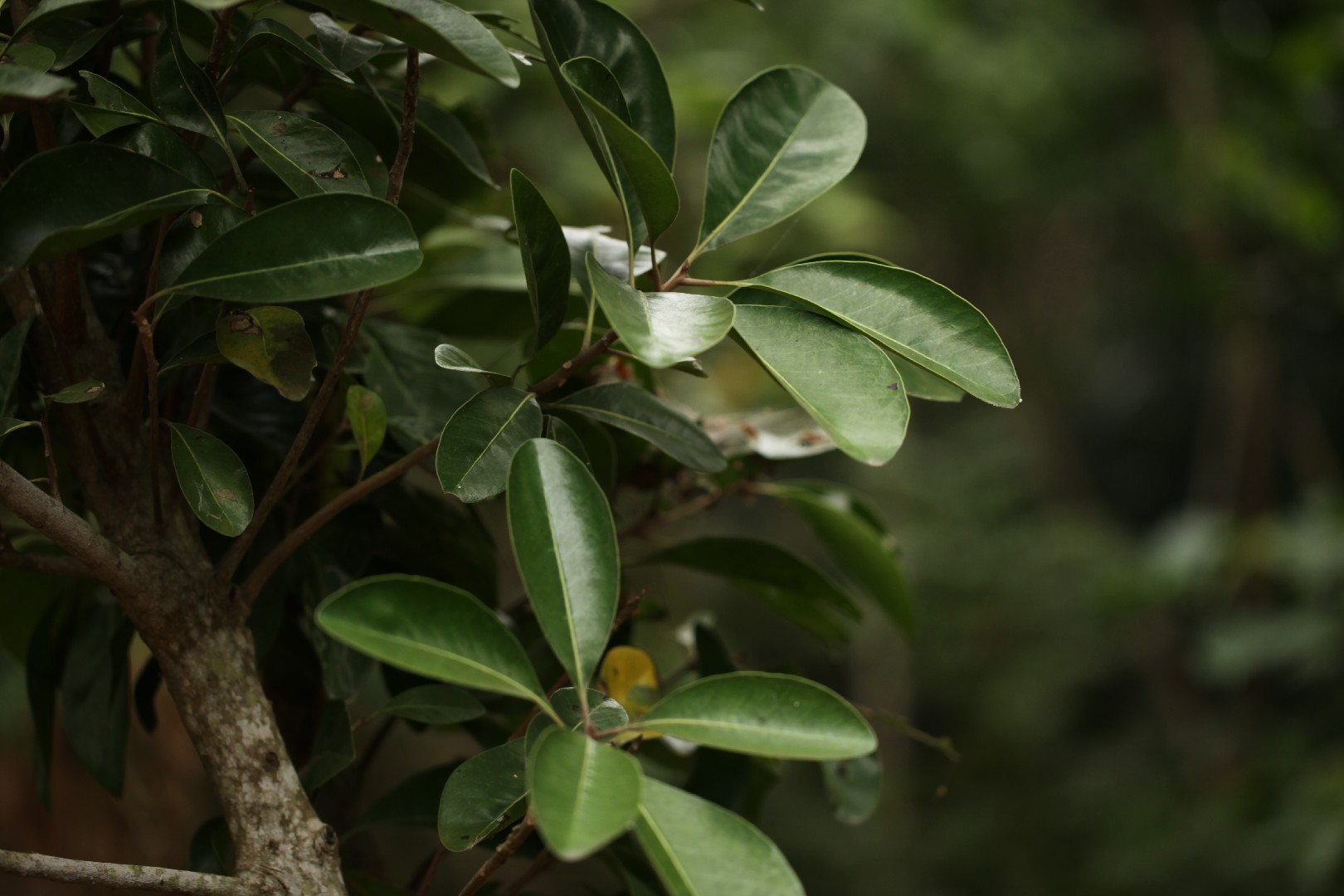 Планхонелла обратнояйцевидная (Planchonella obovata) - PictureThis