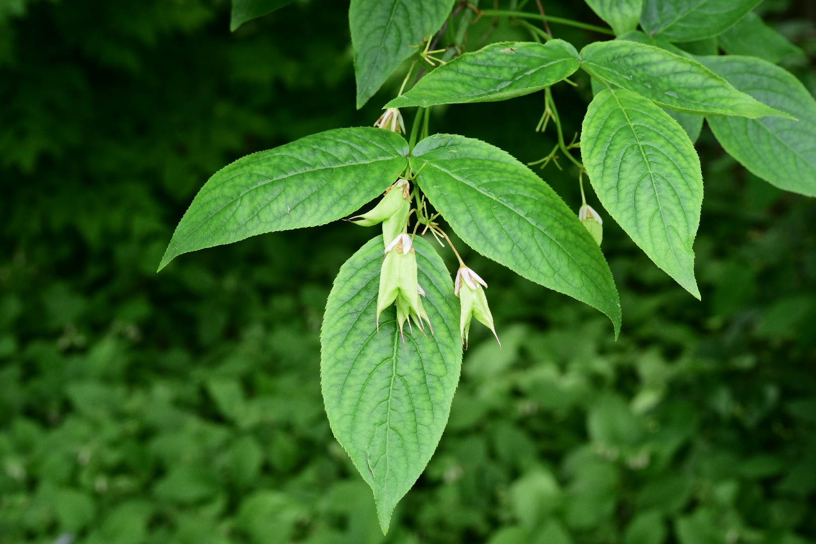 Клекачка колхидская (Staphylea colchica) - PictureThis