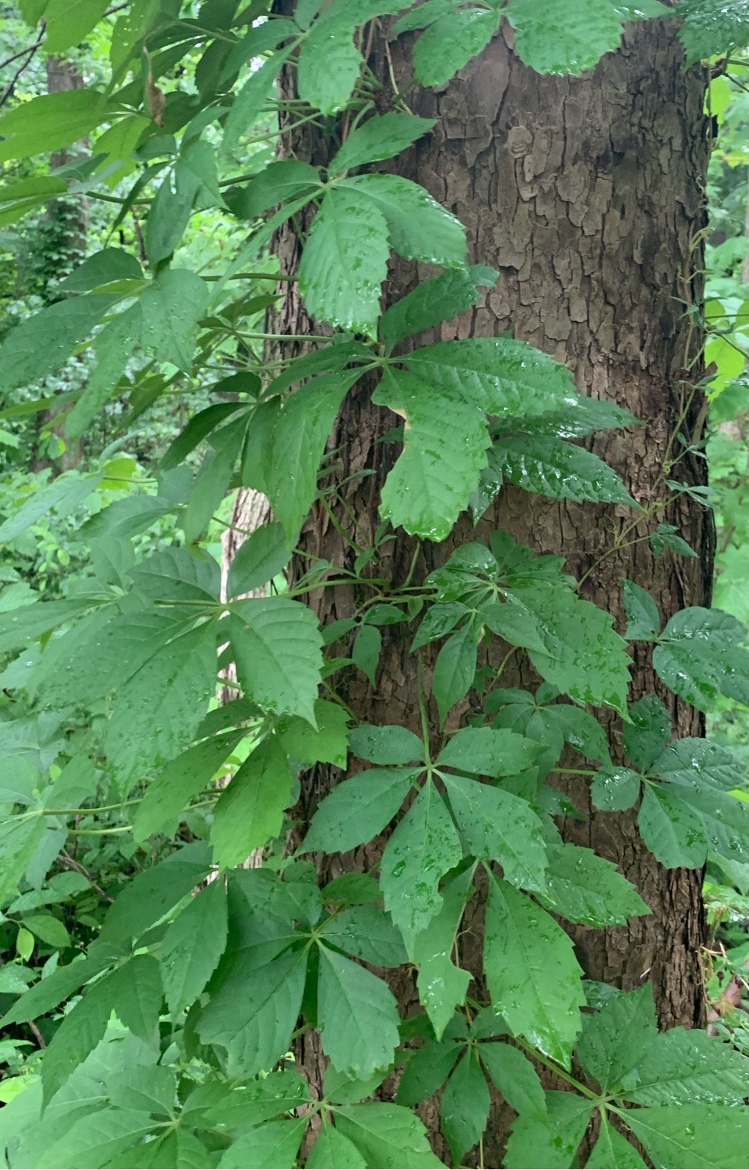 🍀 Cómo cultivar y cuidar una Parra virgen