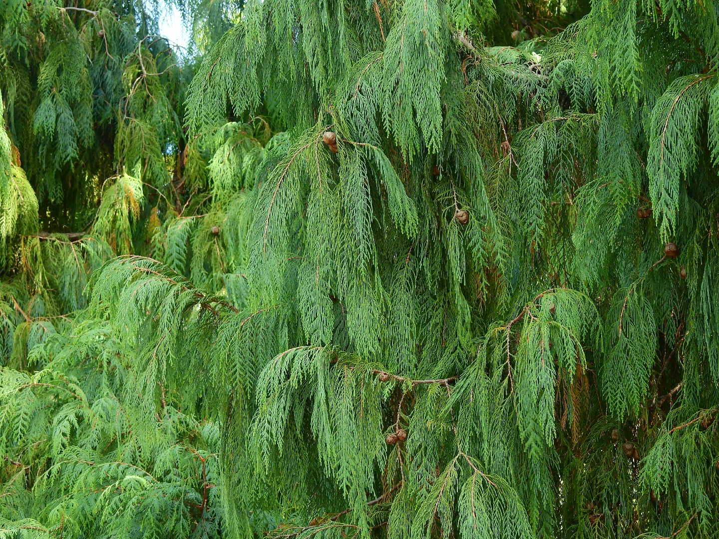 Кипарис кашмирский (Cupressus cashmeriana) - PictureThis