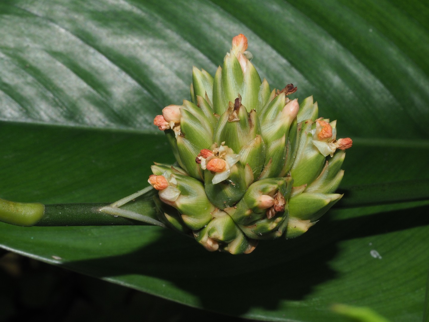 Stachyphrynium placentarium - PictureThis