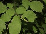 Лещина маньчжурская Corylus mandshurica