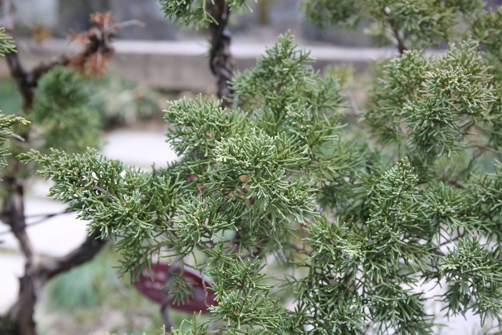 Можжевельник cаргента (Juniperus chinensis var. sargentii) - PictureThis