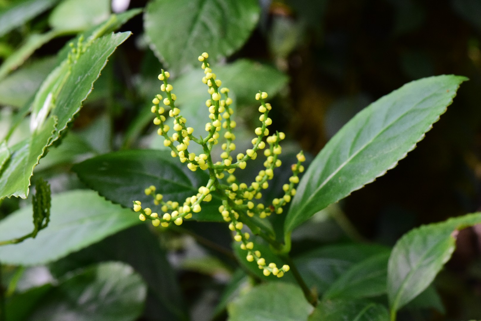 Хлорант (Chloranthus spicatus) - PictureThis