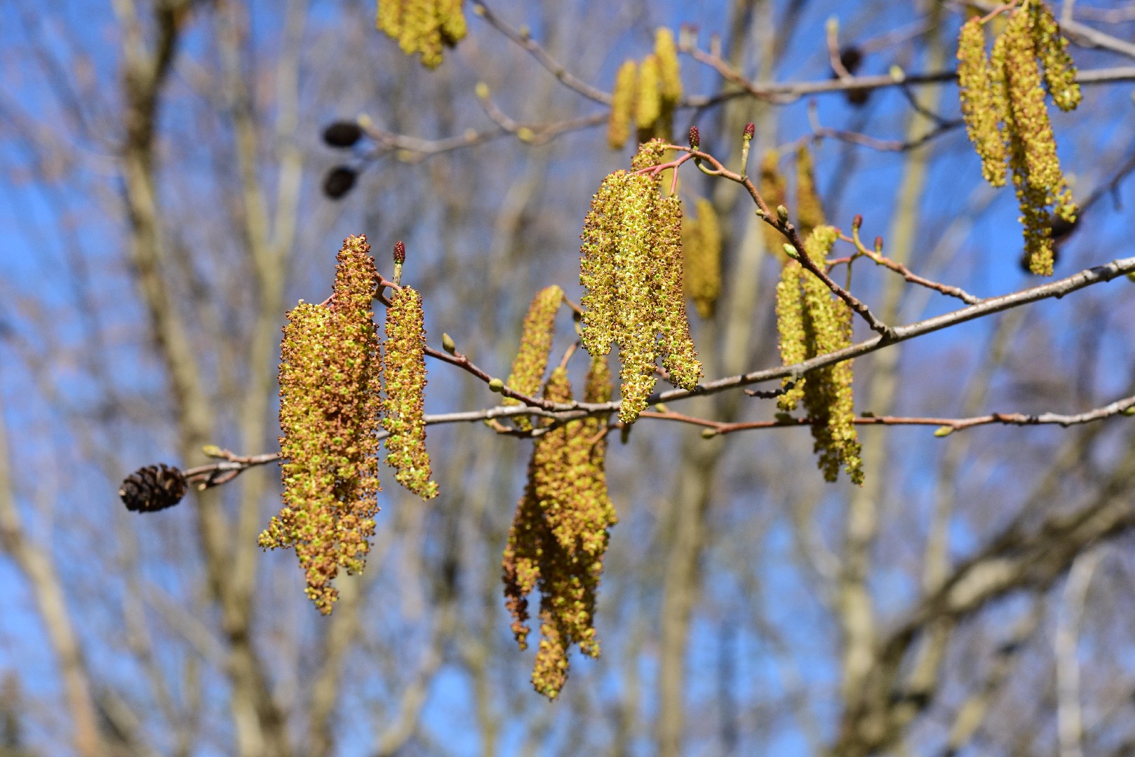 Ольха сердцевидная (Alnus cordata) - PictureThis