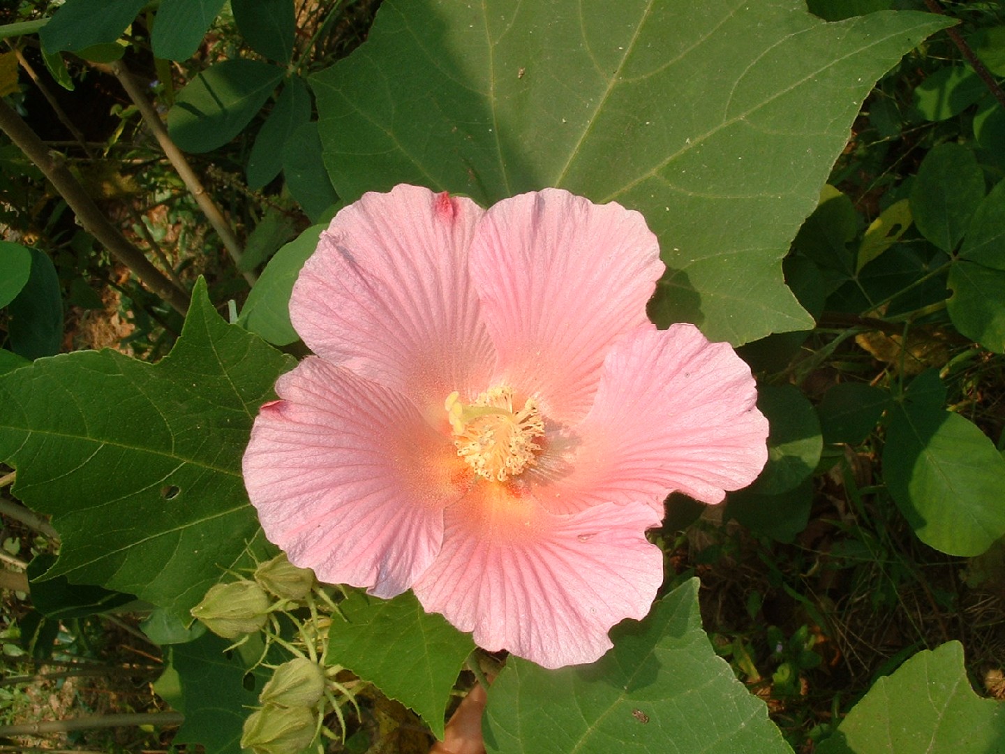 Rose Of Sharon Hibiscus Organic Live Plant w/ Roots Transplant