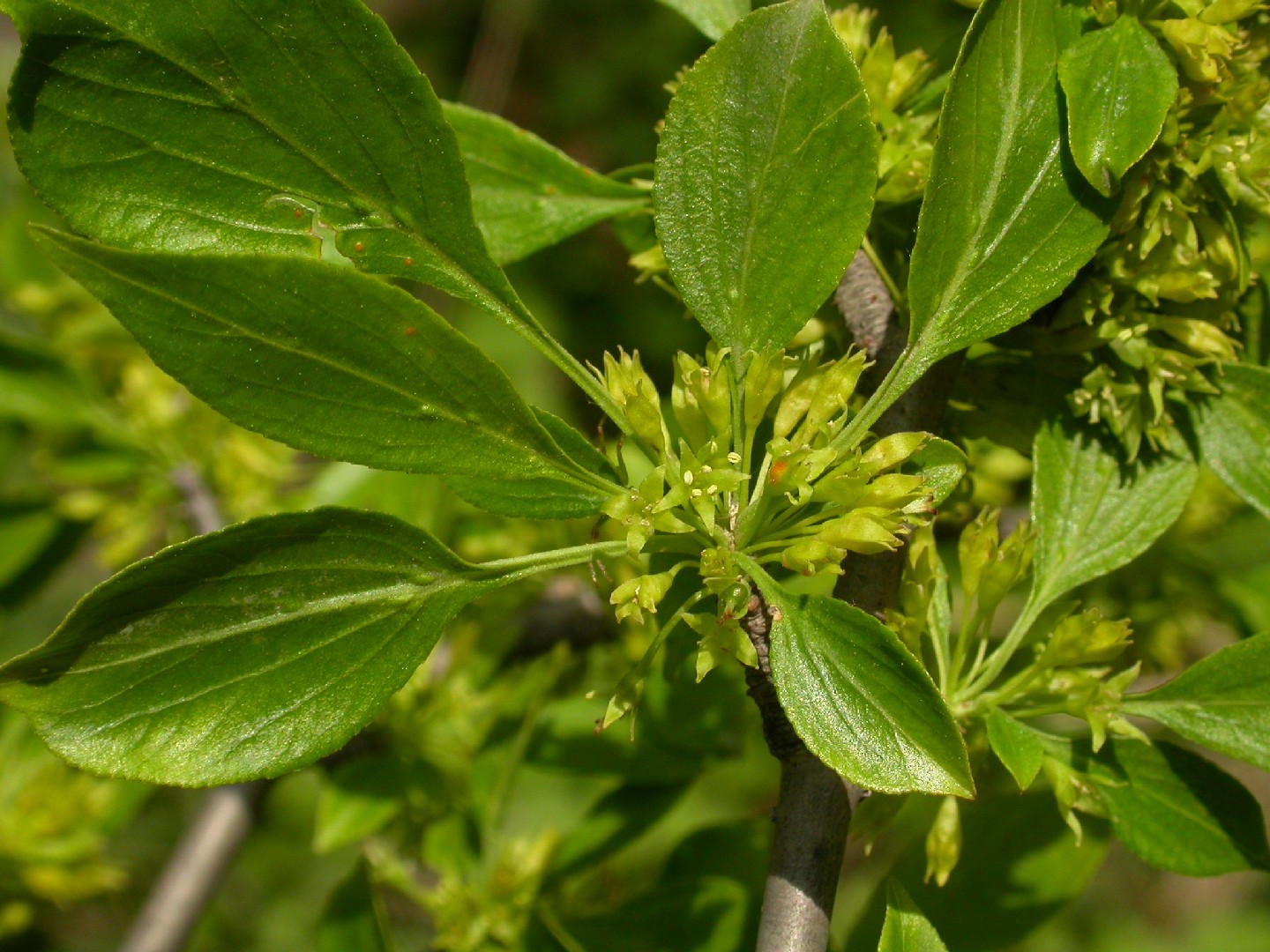 Rhamnus yoshinoi Flower, Leaf, Care, Uses - PictureThis