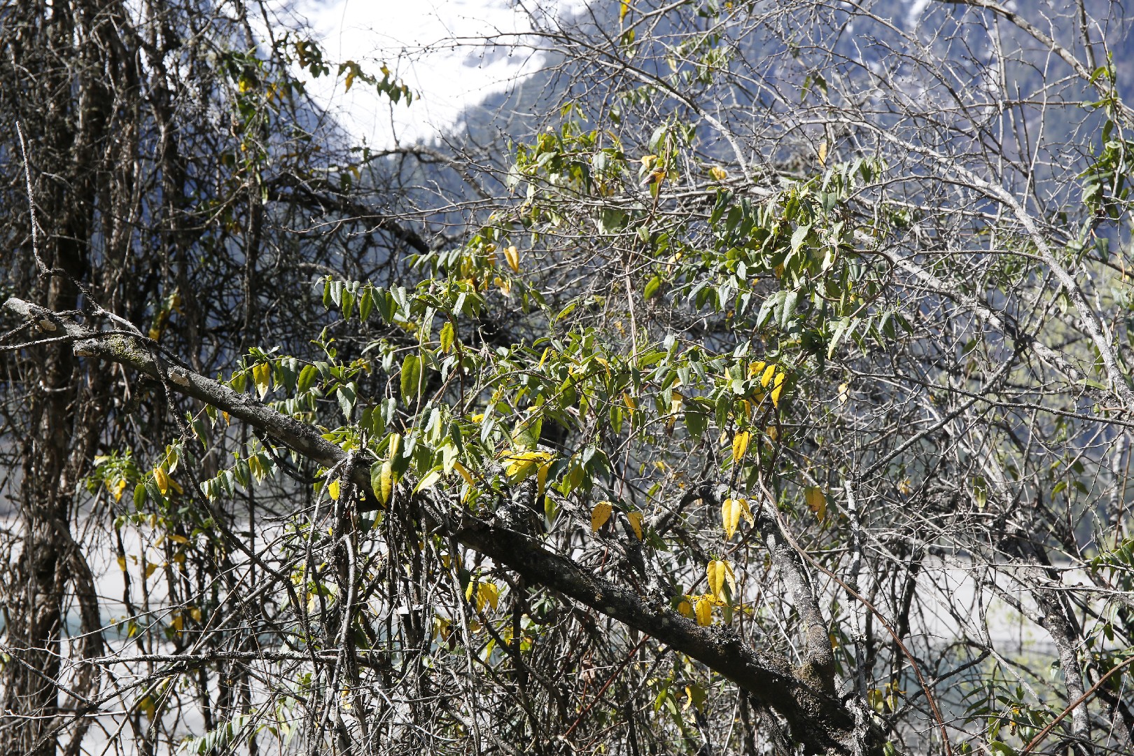 Herbicide halo around vine trunks as means of discouraging woody