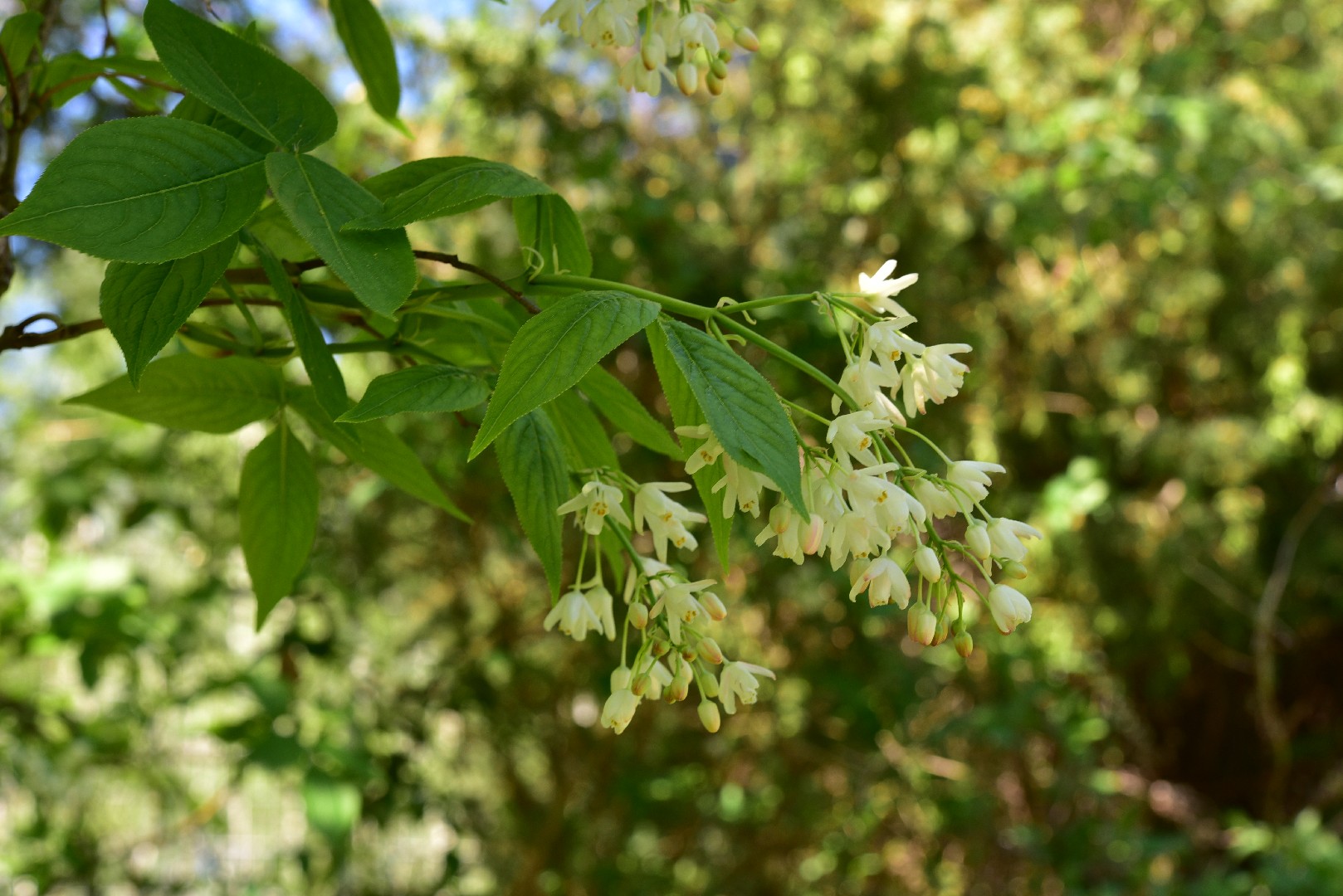 Клекачка колхидская (Staphylea colchica) - PictureThis