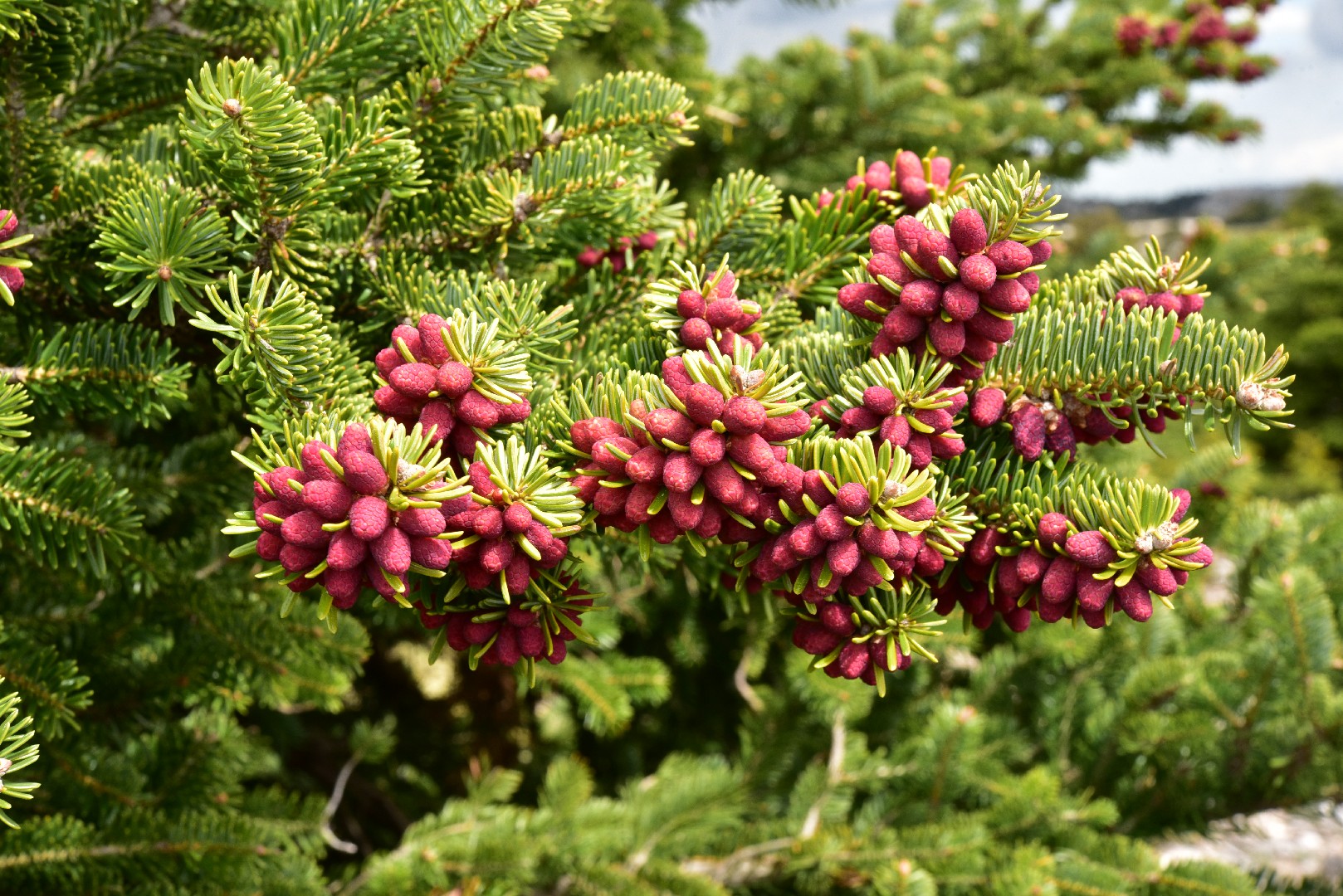 Пихта греческая (Abies cephalonica) - PictureThis