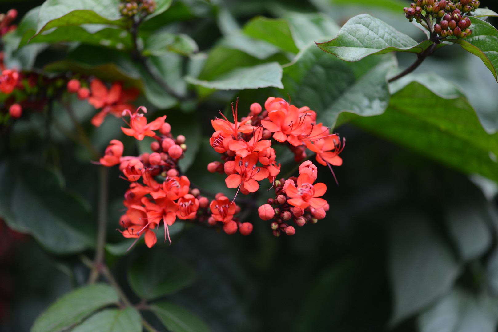 Clerodendrum speciosissimum - PictureThis