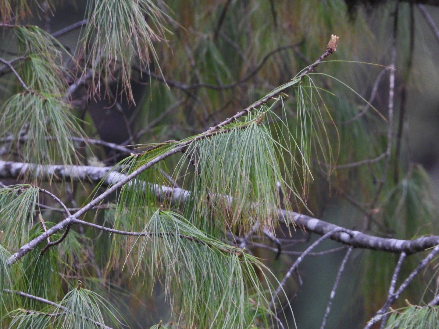 Сосна белая китайская (Pinus armandii) - PictureThis